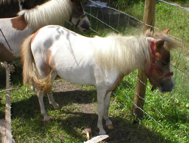 Mini Horses_08