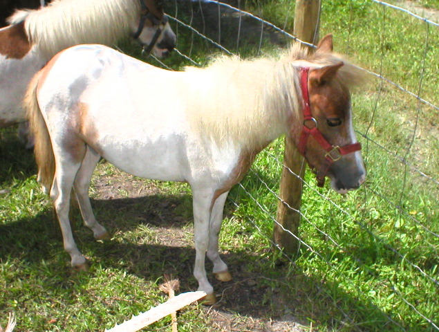 Mini Horses_07