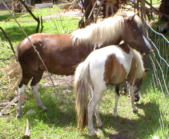 Mini Horses_11