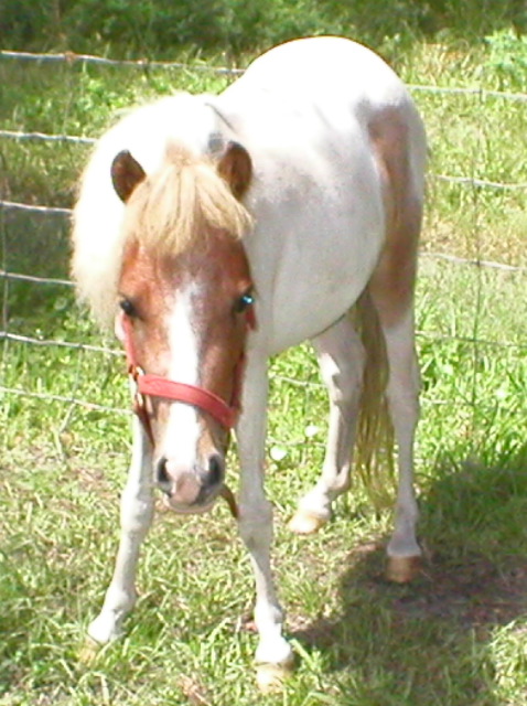 Mini Horses_12