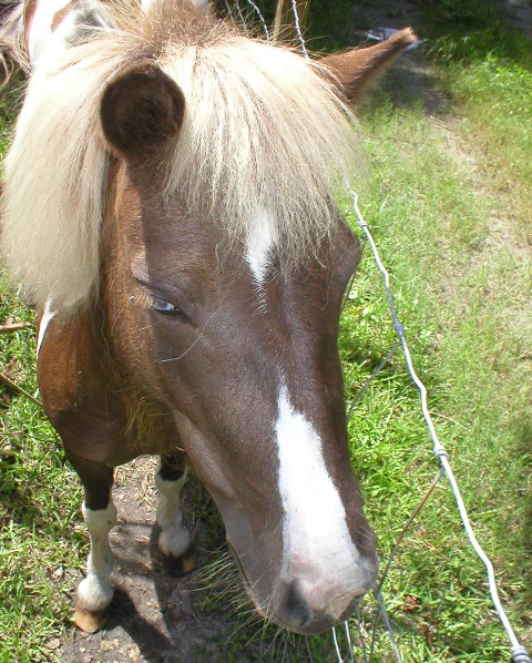 Mini Horses_13