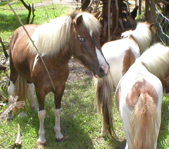 Mini Horses_16