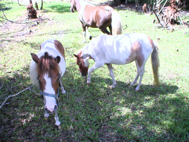 Mini Horses_01