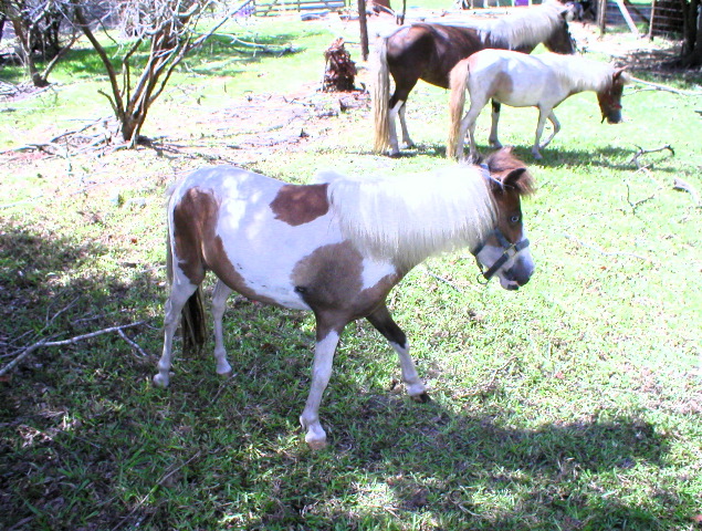 Mini Horses_02