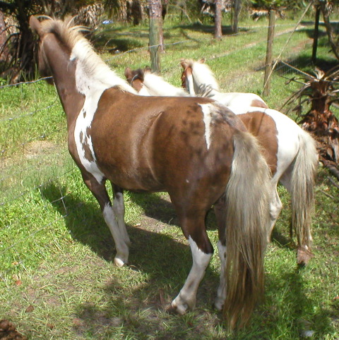 Mini Horses_04