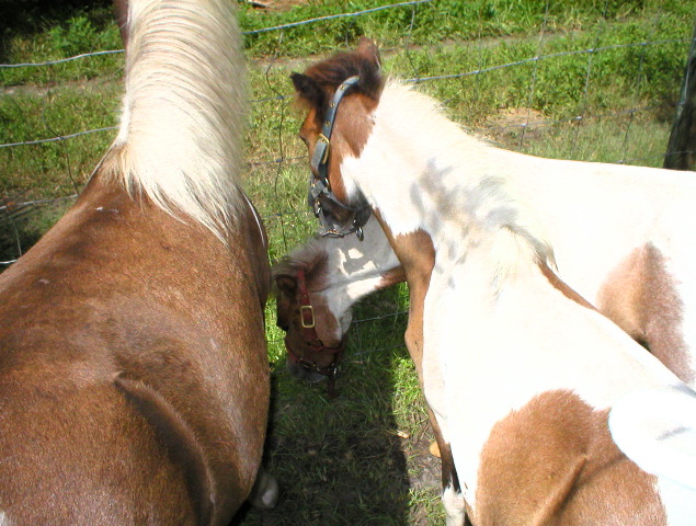 Mini Horses_05