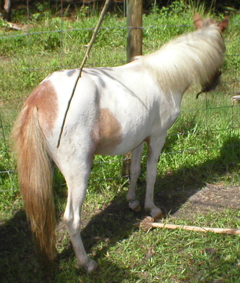 Mini Horses_06