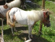 Mini Horses_08