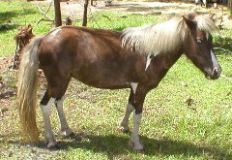 Mini Horses_14