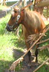 Mini Horses_09