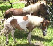 Mini Horses_10