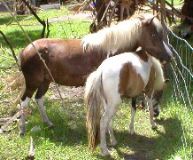 Mini Horses_11