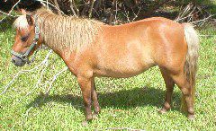 Mini Horses_15