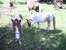 Mini Horses_01