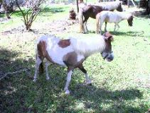 Mini Horses_02