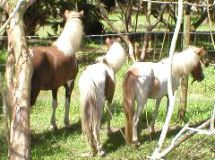 Mini Horses_03