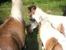 Mini Horses_05